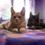 Maine Coon kitten Floyd StarPaws, color n 22, litter F, 24.04.2019