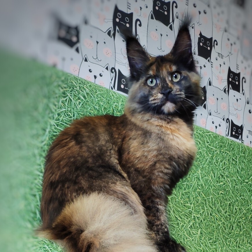 Maine Coon kitten Fortuna StarPaws, color f, litter F, 24.04.2019