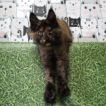 Maine Coon kitten Fortuna StarPaws, color f, litter F, 24.04.2019