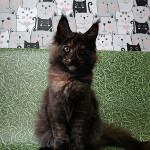Maine Coon kitten Fortuna StarPaws, color f, litter F, 24.04.2019