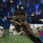 Maine Coon kitten Fortuna StarPaws, color f, litter F, 24.04.2019