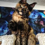 Maine Coon kitten Fortuna StarPaws, color f, litter F, 24.04.2019