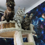 Maine Coon kittens StarPaws, litter F, 24.04.2019