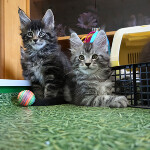 Maine Coon kittens StarPaws, litter F, 24.04.2019