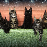 Maine Coon kittens StarPaws, litter F, 24.04.2019