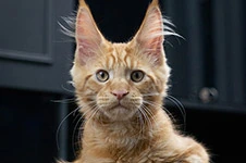Maine Coon kitten Fire StarPaws, color d, litter F1, 27.06.2023