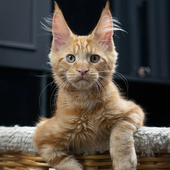 Maine Coon kitten Fire StarPaws, color d, litter F1, 27.06.2023