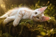 Maine Coon kitten Flower StarPaws, color ds 22, litter F1, 27.06.2023