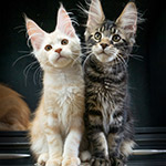Maine Coon kitten Flower StarPaws, color ds 22, litter F1, 27.06.2023