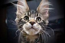 Maine Coon kitten Fusion StarPaws, color ns 22, litter F1, 27.06.2023