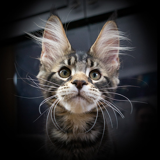 Maine Coon kitten Fusion StarPaws, color ns 22, litter F1, 27.06.2023