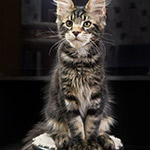 Maine Coon kitten Fusion StarPaws, color ns 22, litter F1, 27.06.2023