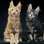 Maine Coon kittens StarPaws, litter F1, 27.06.2023