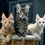 Maine Coon kittens StarPaws, litter F1, 27.06.2023