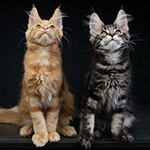 Maine Coon kittens StarPaws, litter F1, 27.06.2023