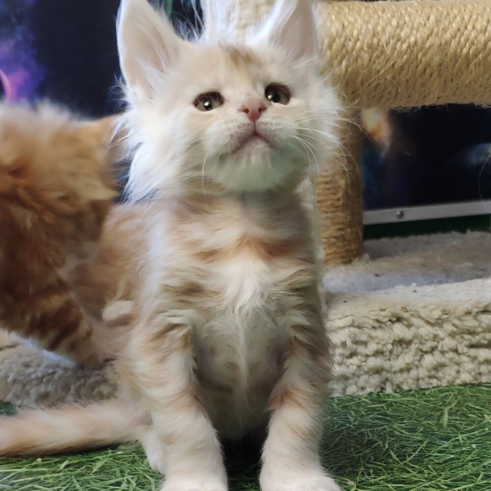 Maine Coon kitten Gabriella StarPaws, color ds, litter G, 01.03.2020