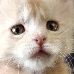 Maine Coon kitten Gabriella StarPaws, color ds, litter G, 01.03.2020