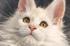 Maine Coon kitten Garey StarPaws, color ds, litter G, 01.03.2020