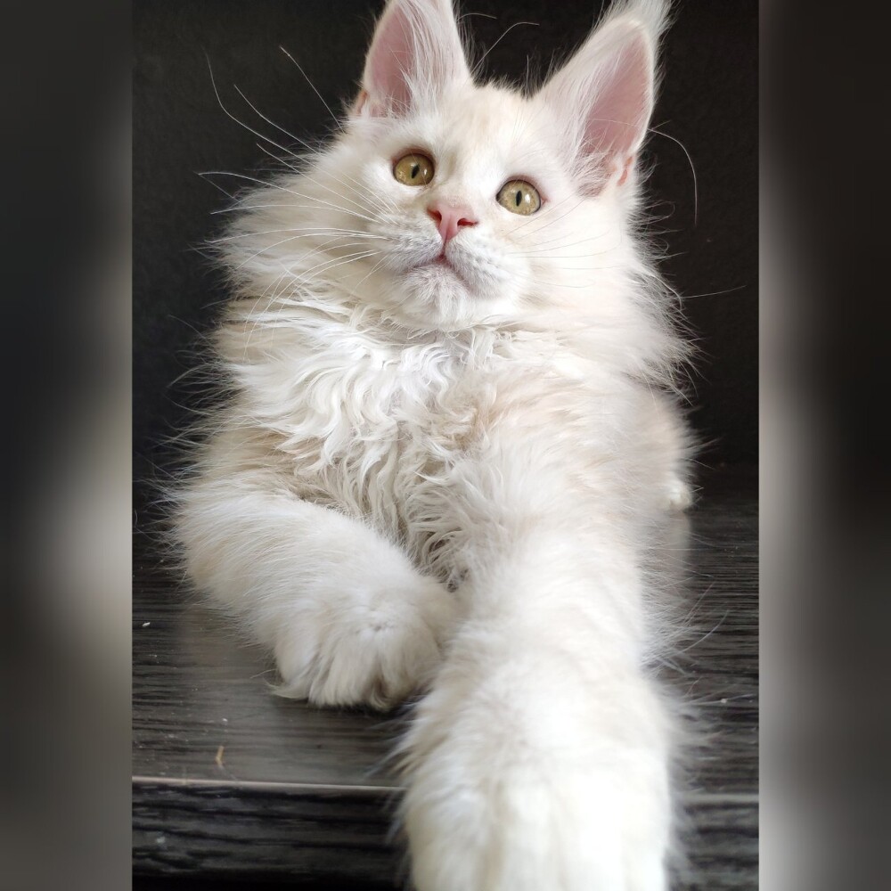 Maine Coon kitten Garey StarPaws, color ds, litter G, 01.03.2020