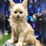 Maine Coon kitten Garey StarPaws, color ds, litter G, 01.03.2020