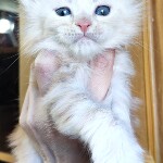 Maine Coon kitten Garey StarPaws, color ds, litter G, 01.03.2020