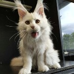 Maine Coon kitten Garey StarPaws, color ds, litter G, 01.03.2020
