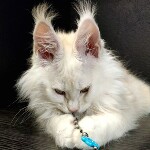 Maine Coon kitten Garey StarPaws, color ds, litter G, 01.03.2020
