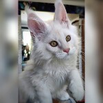 Maine Coon kitten Garey StarPaws, color ds, litter G, 01.03.2020