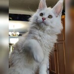 Maine Coon kitten Garey StarPaws, color ds, litter G, 01.03.2020