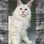 Maine Coon kitten Garey StarPaws, color ds, litter G, 01.03.2020