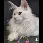 Maine coon kitten Garey video 1