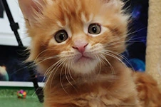 Maine Coon kitten Geneva StarPaws, color d 22, litter G, 01.03.2020