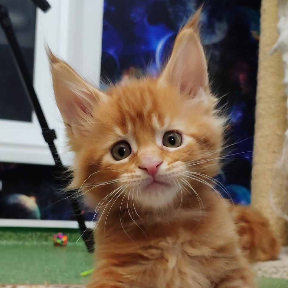 Maine Coon kitten Geneva StarPaws, color d 22, litter G, 01.03.2020