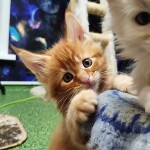Maine Coon kitten Geneva StarPaws, color d 22, litter G, 01.03.2020