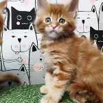 Maine Coon kitten Geneva StarPaws, color d 22, litter G, 01.03.2020