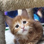 Maine Coon kitten Geneva StarPaws, color d 22, litter G, 01.03.2020