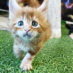Maine Coon kitten Geneva StarPaws, color d 22, litter G, 01.03.2020