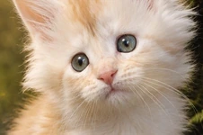 Maine Coon kitten Ginny StarPaws, color ds, litter G, 01.03.2020