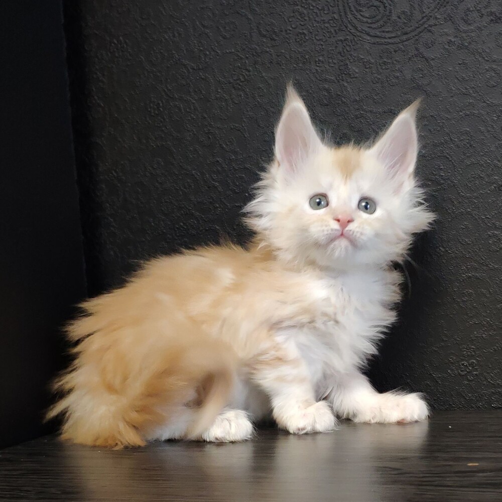 Maine Coon kitten Ginny StarPaws, color ds, litter G, 01.03.2020