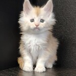 Maine Coon kitten Ginny StarPaws, color ds, litter G, 01.03.2020