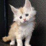 Maine Coon kitten Ginny StarPaws, color ds, litter G, 01.03.2020