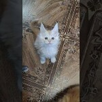Maine coon kitten Ginny video 1