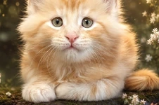 Maine Coon kitten Goldij StarPaws, color ds 22, litter G, 01.03.2020