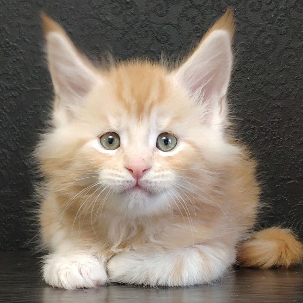 Maine Coon kitten Goldij StarPaws, color ds 22, litter G, 01.03.2020