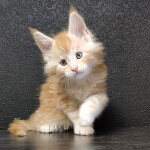 Maine Coon kitten Goldij StarPaws, color ds 22, litter G, 01.03.2020