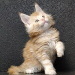Maine Coon kitten Goldij StarPaws, color ds 22, litter G, 01.03.2020