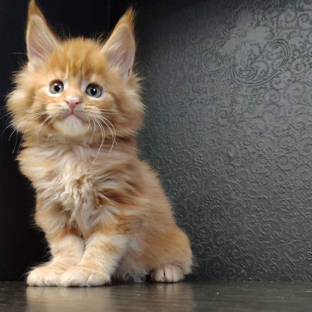 Maine Coon kitten Goodwin StarPaws, color d, litter G, 01.03.2020