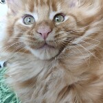 Maine Coon kitten Goodwin StarPaws, color d, litter G, 01.03.2020