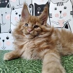 Maine Coon kitten Goodwin StarPaws, color d, litter G, 01.03.2020