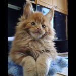 Maine coon kitten Goodwin video 1